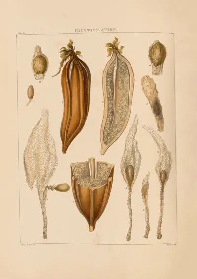 Illustrations of orchidaceous plants Pl.11 av Franz Andreas Bauer