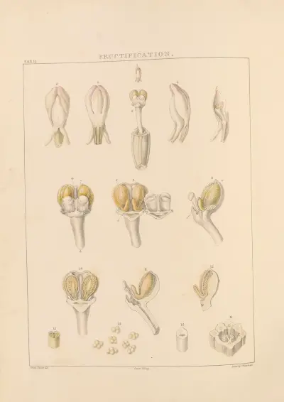 Illustrations of orchidaceous plants Pl.12 av Franz Andreas Bauer