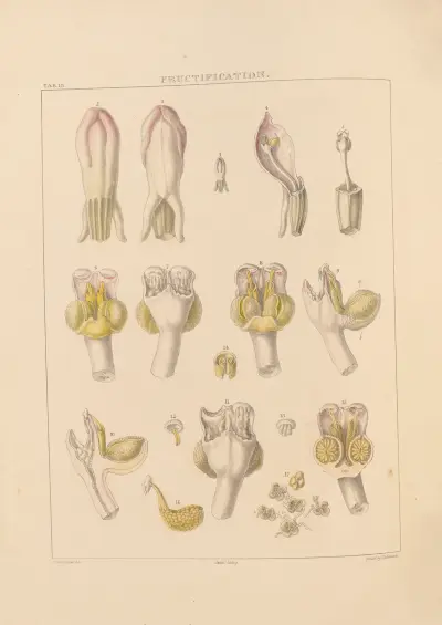 Illustrations of orchidaceous plants Pl.13 av Franz Andreas Bauer