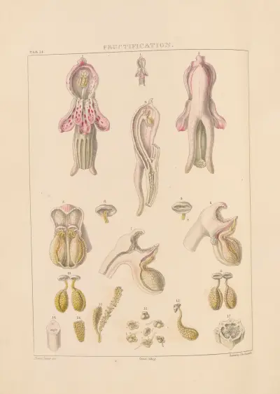 Illustrations of orchidaceous plants Pl.14 av Franz Andreas Bauer