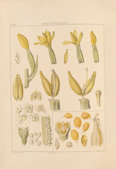 Illustrations of orchidaceous plants Pl.15 av Franz Andreas Bauer
