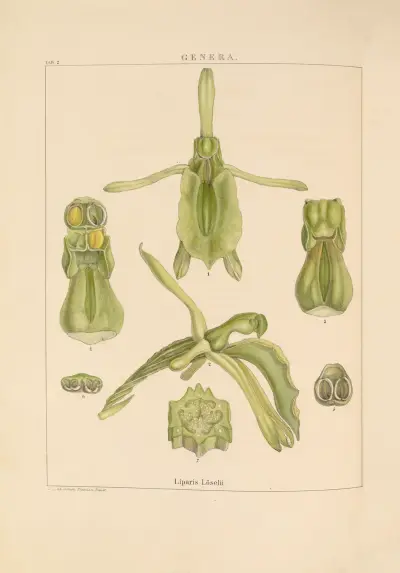 Illustrations of orchidaceous plants Pl.17 av Franz Andreas Bauer