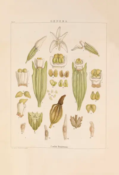 Illustrations of orchidaceous plants Pl.18 av Franz Andreas Bauer