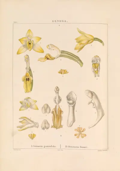 Illustrations of orchidaceous plants Pl.19 av Franz Andreas Bauer