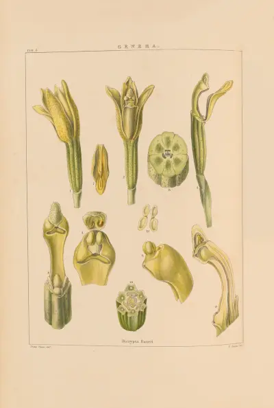 Illustrations of orchidaceous plants Pl.20 av Franz Andreas Bauer