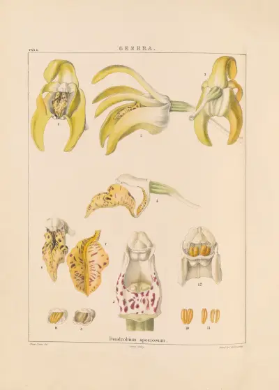Illustrations of orchidaceous plants Pl.21 av Franz Andreas Bauer