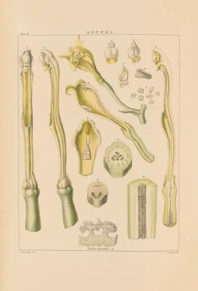 Illustrations of orchidaceous plants Pl.25 av Franz Andreas Bauer