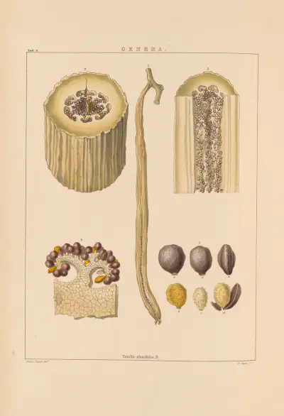 Illustrations of orchidaceous plants Pl.26 av Franz Andreas Bauer