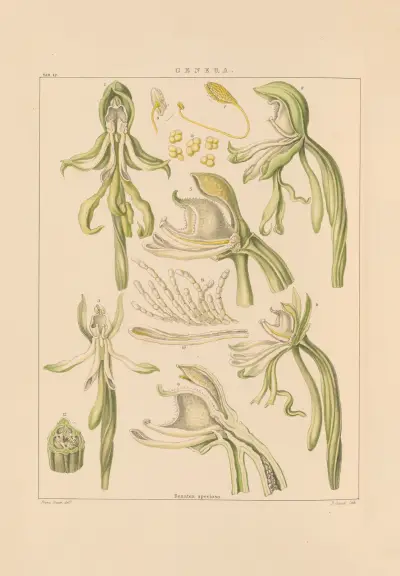 Illustrations of orchidaceous plants Pl.27 av Franz Andreas Bauer