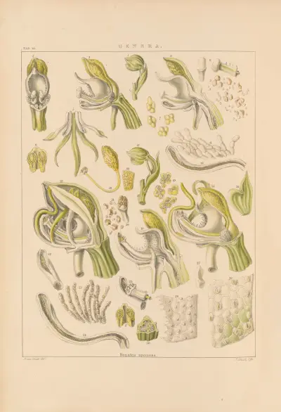 Illustrations of orchidaceous plants Pl.28 av Franz Andreas Bauer