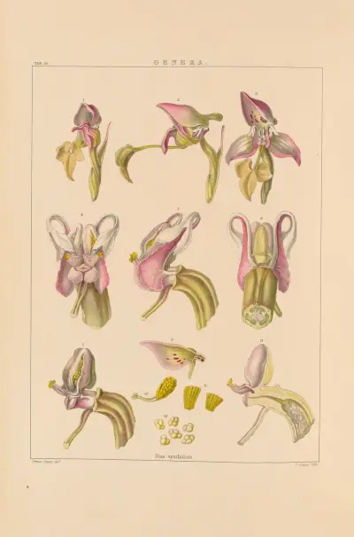 Illustrations of orchidaceous plants Pl.29 av Franz Andreas Bauer