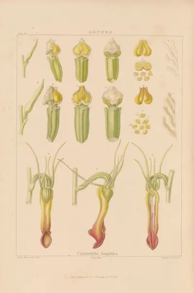 Illustrations of orchidaceous plants Pl.32 av Franz Andreas Bauer