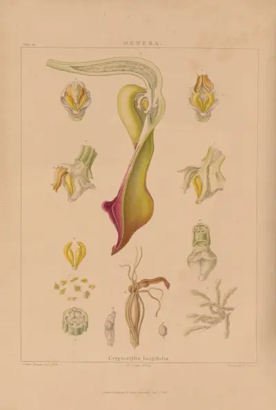 Illustrations of orchidaceous plants Pl.33 av Franz Andreas Bauer