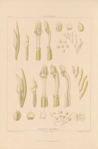 Illustrations of orchidaceous plants Pl.34 av Franz Andreas Bauer