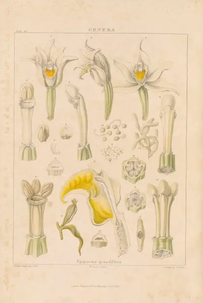 Illustrations of orchidaceous plants Pl.35 av Franz Andreas Bauer