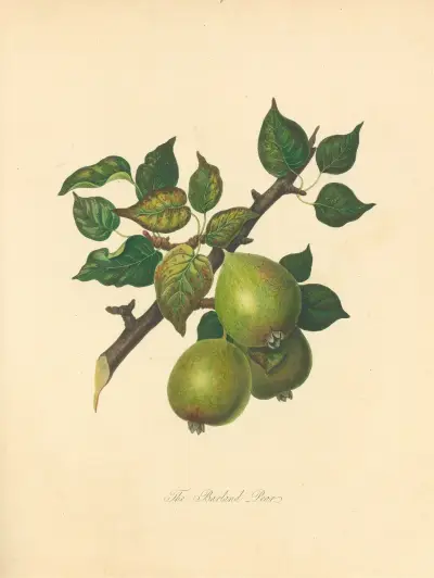 Gruszka Barland pear, Thomas Andrew Knight
