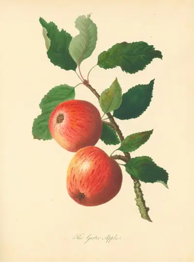 Garter Apple von Thomas Andrew Knight