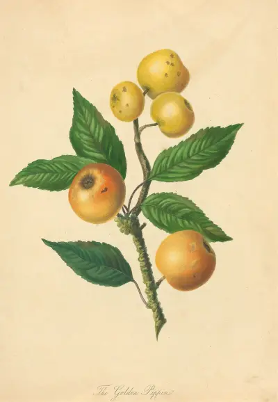 Golden Pippin, Thomas Andrew Knight