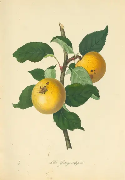 Grange Apple von Thomas Andrew Knight