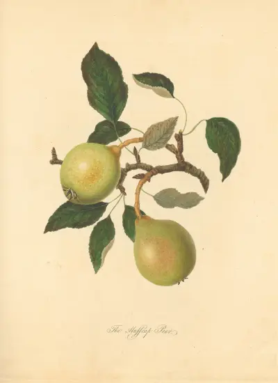 Huffcap Pear, Thomas Andrew Knight