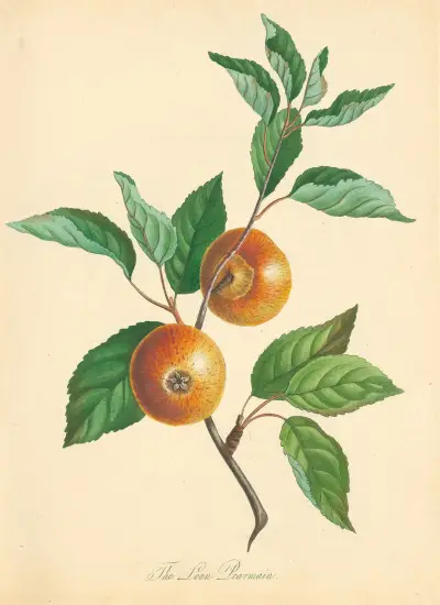 Loan Pearmain, Thomas Andrew Knight