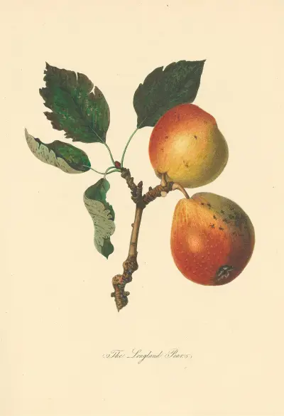 Longland Pears von Thomas Andrew Knight