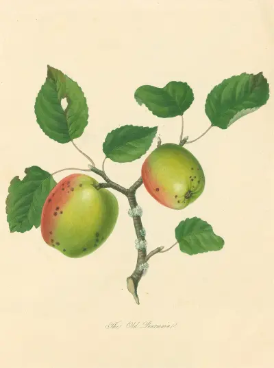 Stara pearmain, Thomas Andrew Knight