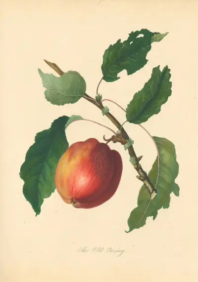 Old Quining von Thomas Andrew Knight