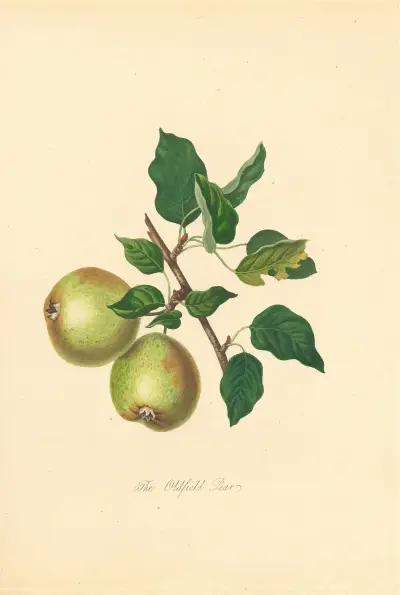 Oldfield Pear, Thomas Andrew Knight