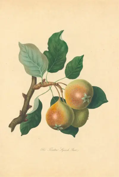 Teinton Squash Pear von Thomas Andrew Knight