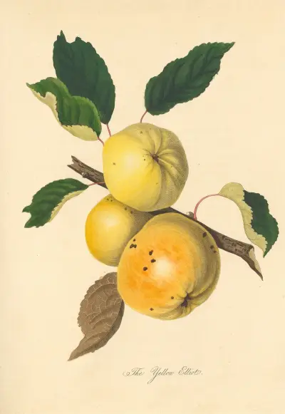 Żółty Elliot, Thomas Andrew Knight