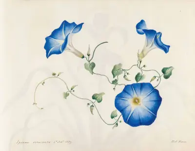 Plants drawn by Miss Brooks from living specimens Pl.04 av Mary Ann Brooks