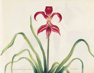 Plants drawn by Miss Brooks from living specimens Pl.05 av Mary Ann Brooks