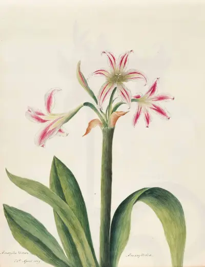 Plants drawn by Miss Brooks from living specimens Pl.07 av Mary Ann Brooks