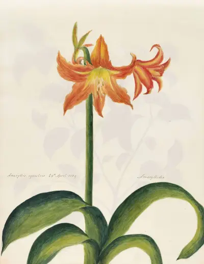 Plants drawn by Miss Brooks from living specimens Pl.08 av Mary Ann Brooks