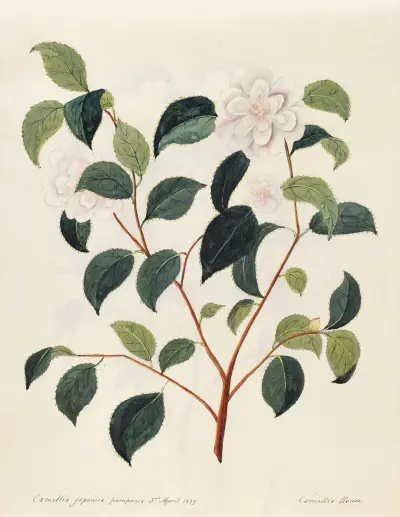 Plants drawn by Miss Brooks from living specimens Pl.09 av Mary Ann Brooks