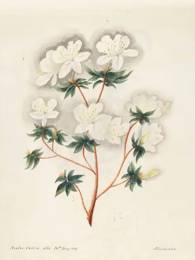 Plants drawn by Miss Brooks from living specimens Pl.10 av Mary Ann Brooks