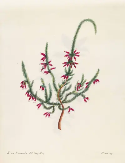 Plants drawn by Miss Brooks from living specimens Pl.11 av Mary Ann Brooks