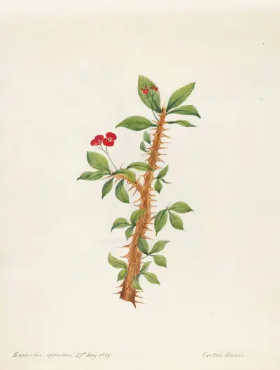 Plants drawn by Miss Brooks from living specimens Pl.12 av Mary Ann Brooks