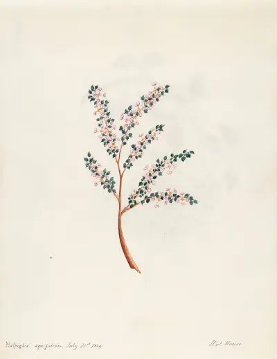 Plants drawn by Miss Brooks from living specimens Pl.16 av Mary Ann Brooks