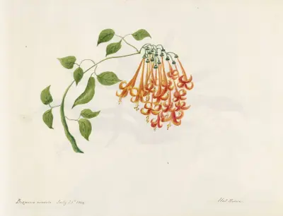 Plants drawn by Miss Brooks from living specimens Pl.17 av Mary Ann Brooks