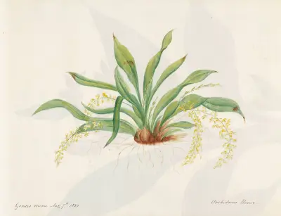 Plants drawn by Miss Brooks from living specimens Pl.18 av Mary Ann Brooks