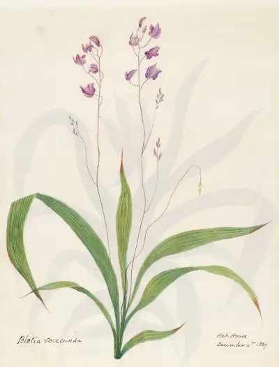 Plants drawn by Miss Brooks from living specimens Pl.20 av Mary Ann Brooks