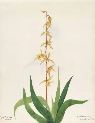 Plants drawn by Miss Brooks from living specimens Pl.22 av Mary Ann Brooks