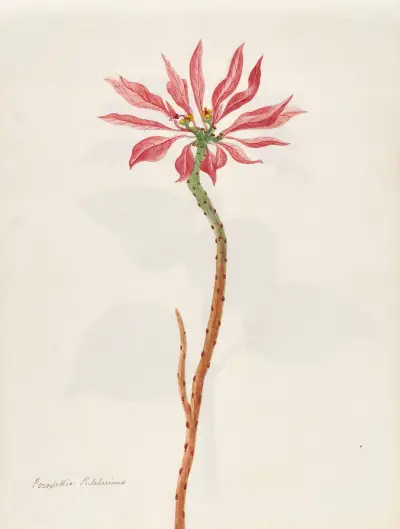 Plants drawn by Miss Brooks from living specimens Pl.25 av Mary Ann Brooks