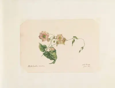 Plants drawn by Miss Brooks from living specimens Pl.28 av Mary Ann Brooks