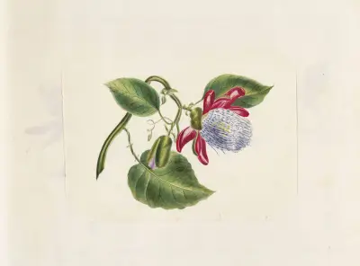 Plants drawn by Miss Brooks from living specimens Pl.31 av Mary Ann Brooks