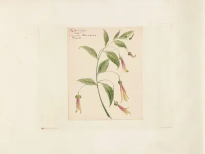 Plants drawn by Miss Brooks from living specimens Pl.40 av Mary Ann Brooks