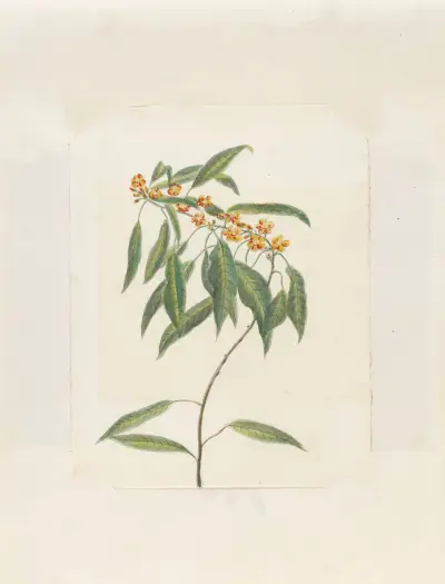 Plants drawn by Miss Brooks from living specimens Pl.41 av Mary Ann Brooks