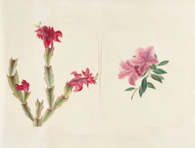 Plants drawn by Miss Brooks from living specimens Pl.43 av Mary Ann Brooks